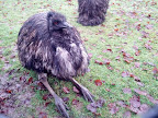 Cotswold WildLife Park