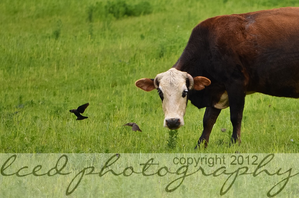 [DSC_1554%255B6%255D.jpg]