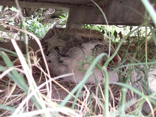 [DSCF0205-tiny2.jpg]