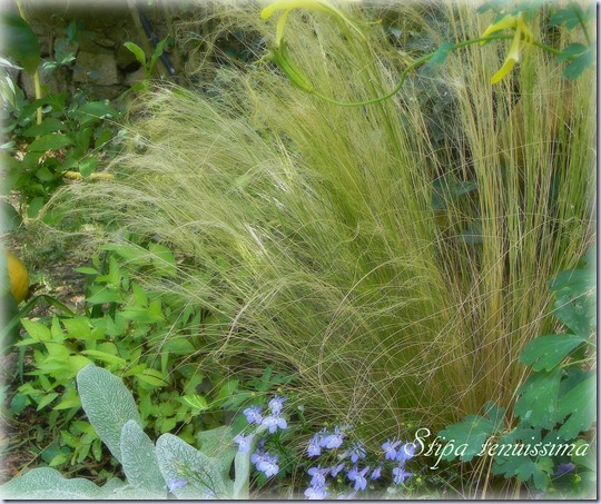 Stipa tenuissima Stipa tenuissima