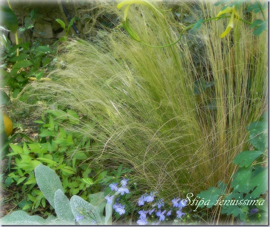 Stipa tenuissima