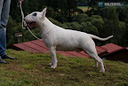 Bullworld Cool Bull