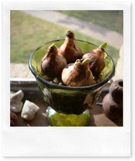 bulbs bulbs