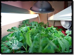 InsidePlantsb4-30-12