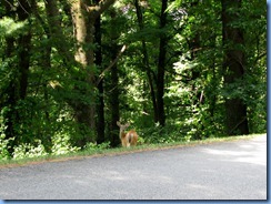 0959 Virginia - Blue Ridge Parkway North - white-tailed doe