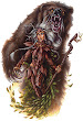 Druids Soul
