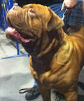 Dogue de Bordeaux aka French Mastiff
