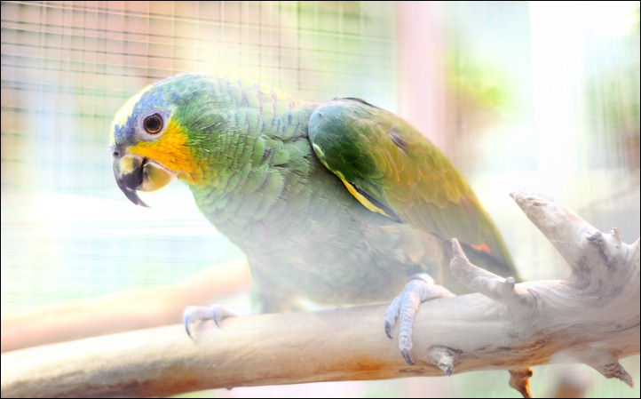 polly