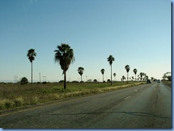 5859 Texas - US-77 South - palm trees alongside US-77