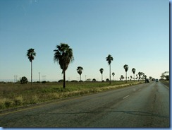 5859 Texas - US-77 South - palm trees alongside US-77 5859 Texas - US-77 South - palm trees alongside US-77