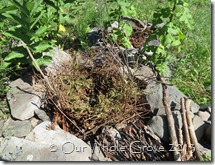 building fire sweet fern layer next building fire sweet fern layer next