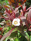 The master colorists of Chanticleer at work again - they have such an amazing sense for putting together even fleeting moments like the red foliage of an emerging plant mingling with a white flowered anemone.