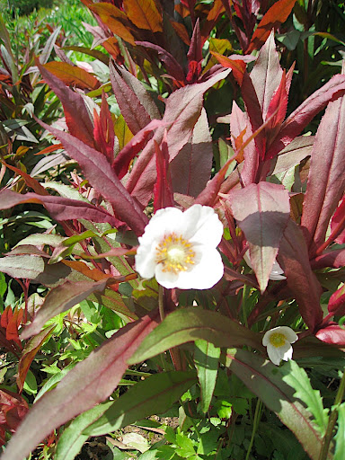 The master colorists of Chanticleer at work again - they have such an amazing sense for putting together even fleeting moments like the red foliage of an emerging plant mingling with a white flowered anemone.