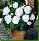 Begonia Dobrada Branca Begonia Dobrada Branca
