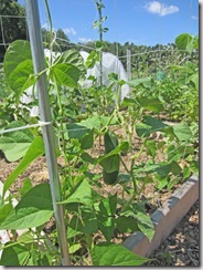 Cukes on trellis