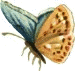 [pink-blue-butterfly%255B8%255D.gif]