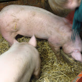 Album weergeven