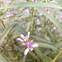 River grass