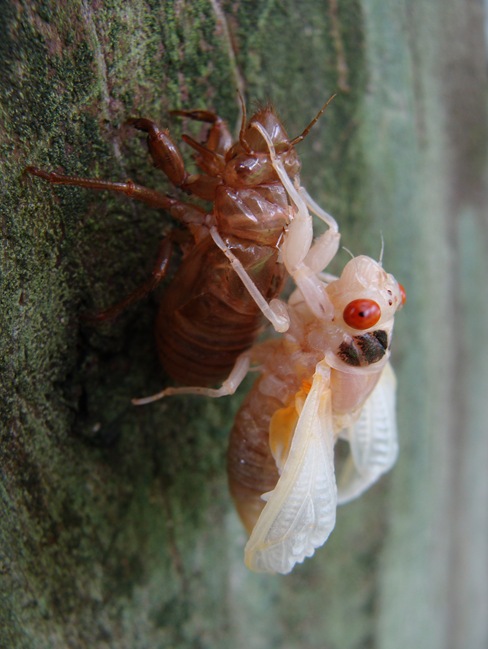 Cicada-1 Cicada-1