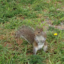 Eastern gray squirrel