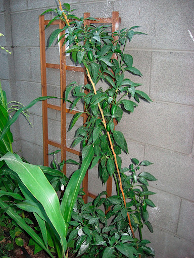I have a jalapeno tree,