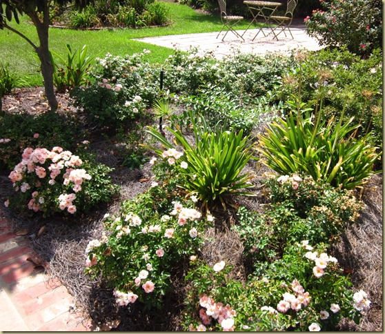 driff roses to courtyard 8.2011 driff roses to courtyard 8.2011