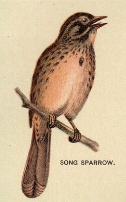[1birdsparrow%255B4%255D.jpg]