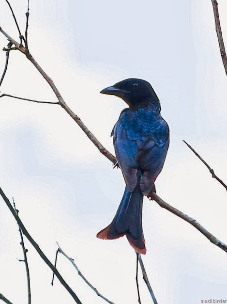 Crow-Billed Drongo (Cecawi)