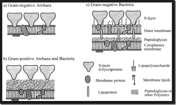 S layer glycoprotein