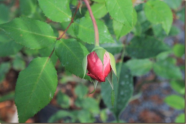 IMG_7636 IMG_7636