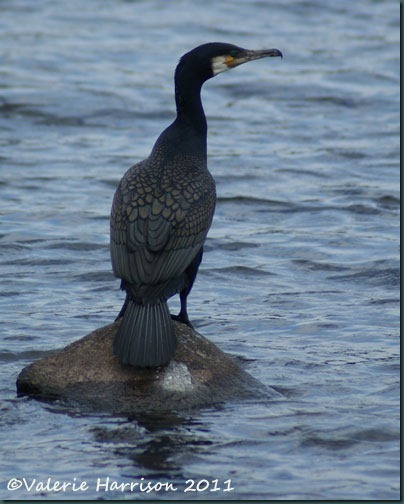 18-cormorant