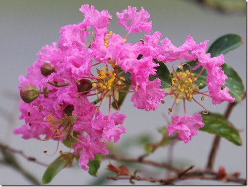lagerstroemia indica flower lagerstroemia indica flower