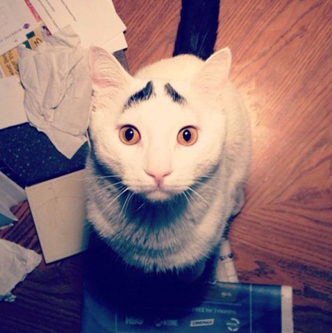 [white-cat-eyebrows-21%255B2%255D.jpg]