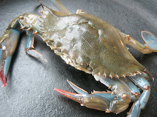 My delicious little softshell crab