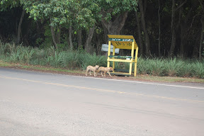 DSC_0061.JPG