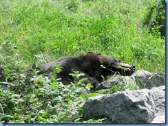 0238 Alberta Calgary - Calgary Zoo The Canadian Wilds - Black Bear