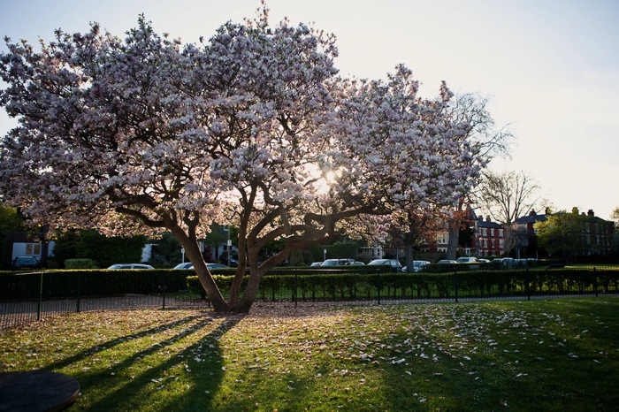 Thetree 1