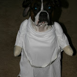 Halloween Dogs