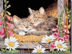 wallcoo.com_Maday_Jane_2007_Kittens_Calender-01 wallcoo.com_Maday_Jane_2007_Kittens_Calender-01