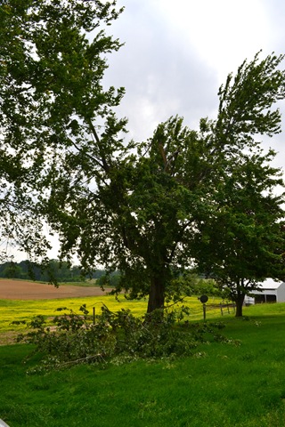 [no%2520top%2520tree%255B4%255D.jpg]
