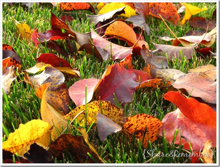 amazing leaves