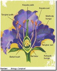Bagian-bagian bunga Bagian-bagian bunga