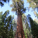 A maior de todas! -  Giant Forest -  Sequoia e Kings Canyon NP, California. EUA