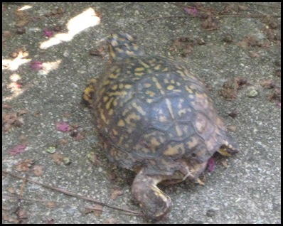 turtle 5_thumb[2]