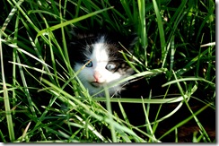 kitty5