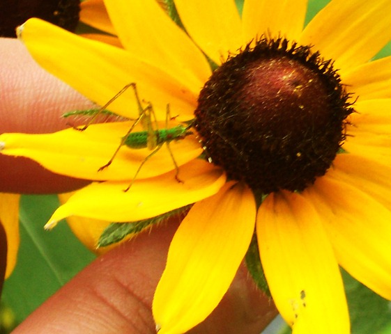 [Garden12%255B3%255D.jpg]