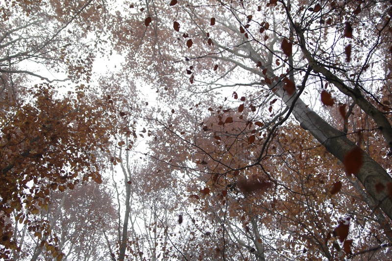 IMGP0018 IMGP0018