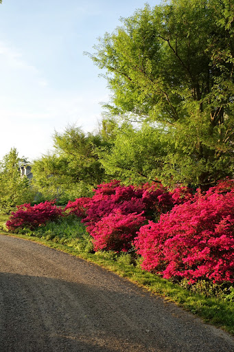 When the sun hits the Azaleas which are underplanted with Virginia bluebells, the colors are not to be believed. When the sun hits the Azaleas which are underplanted with Virginia bluebells, the colors are not to be believed.