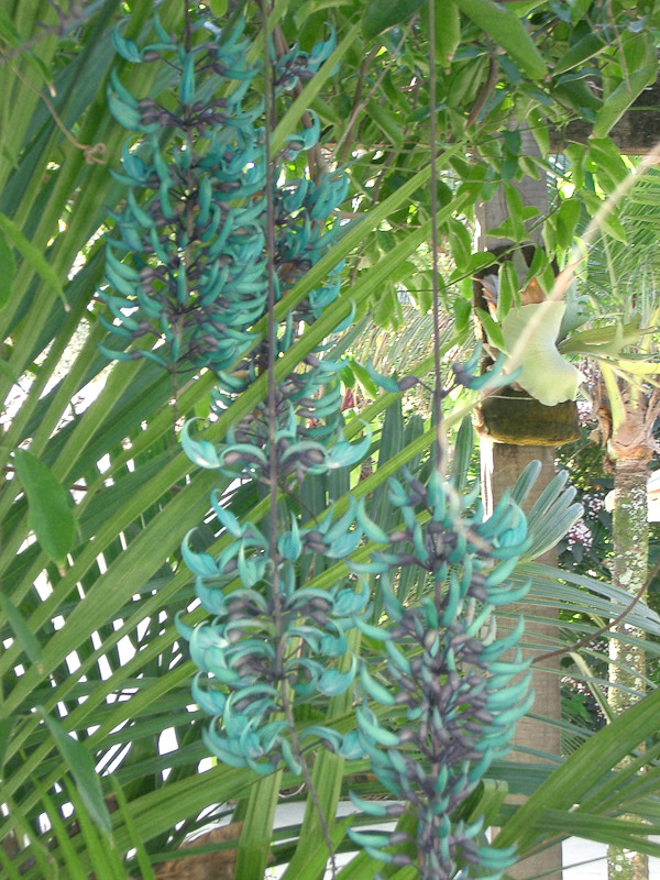 Flor de jade, uma planta trazida da Ásia. Fotos de Flores de jade e clerodendros. Foto numero 3808304183. Fotografia da Pousada Pe na Areia, que fica em Boicucanga, próximo a Maresias, Litoral Norte de Sao Paulo (SP).