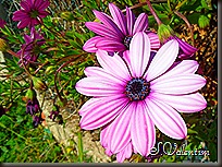 SAM_0208 SAM_0208